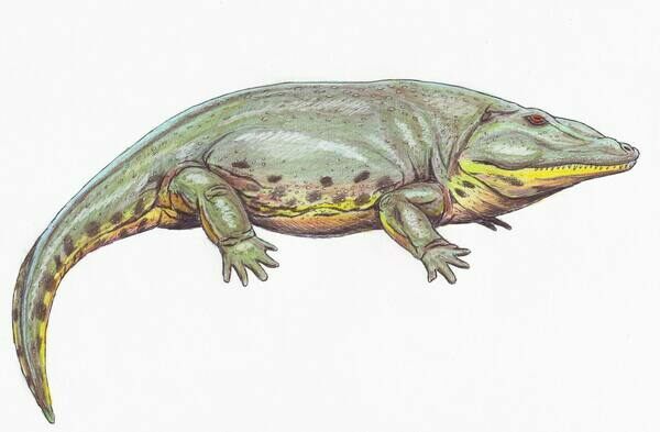 Artist's reconstruction of the Eryops, by Dmitry Bogdanov.  Creative Commons